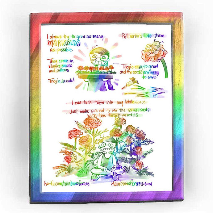 Rainbowofcrazy web comic. / I always try to grow as many MARIGOLDS as possible. They come in so many colours and patterns. They're so cute! (Jo, smiling, stars in her eyes, proudly holding a tray full of marigold flowers.) / Pollinators love them. (Cartoonish bee with a big smile, cozy in a marigold.) /  They're easy to grow and the seeds are easy to save. /  I can tuck them into any little space. ... Just make sure not to mix the normal seeds up with the larger varieties. (Jo sitting cross-legged, shocked/