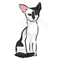 Load image into Gallery viewer, a digital drawing of a white cat with black markings, looking unimpressed
